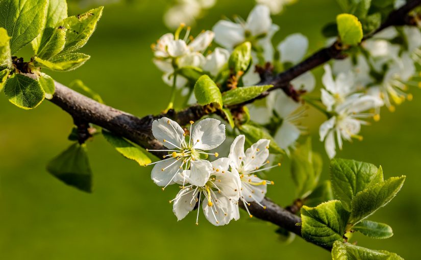 Obstbaumschnitt praktisch: Schnittvorführung